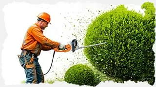 формовочная обрезка кустарника